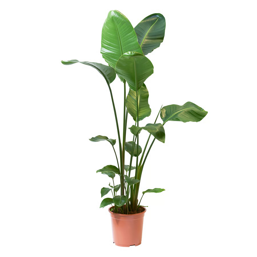 Pianta